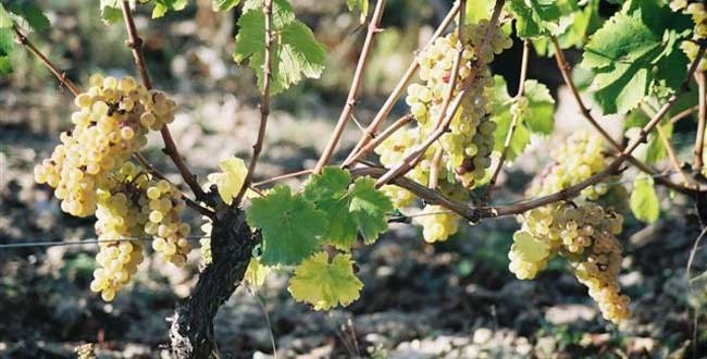 chenin-vigne