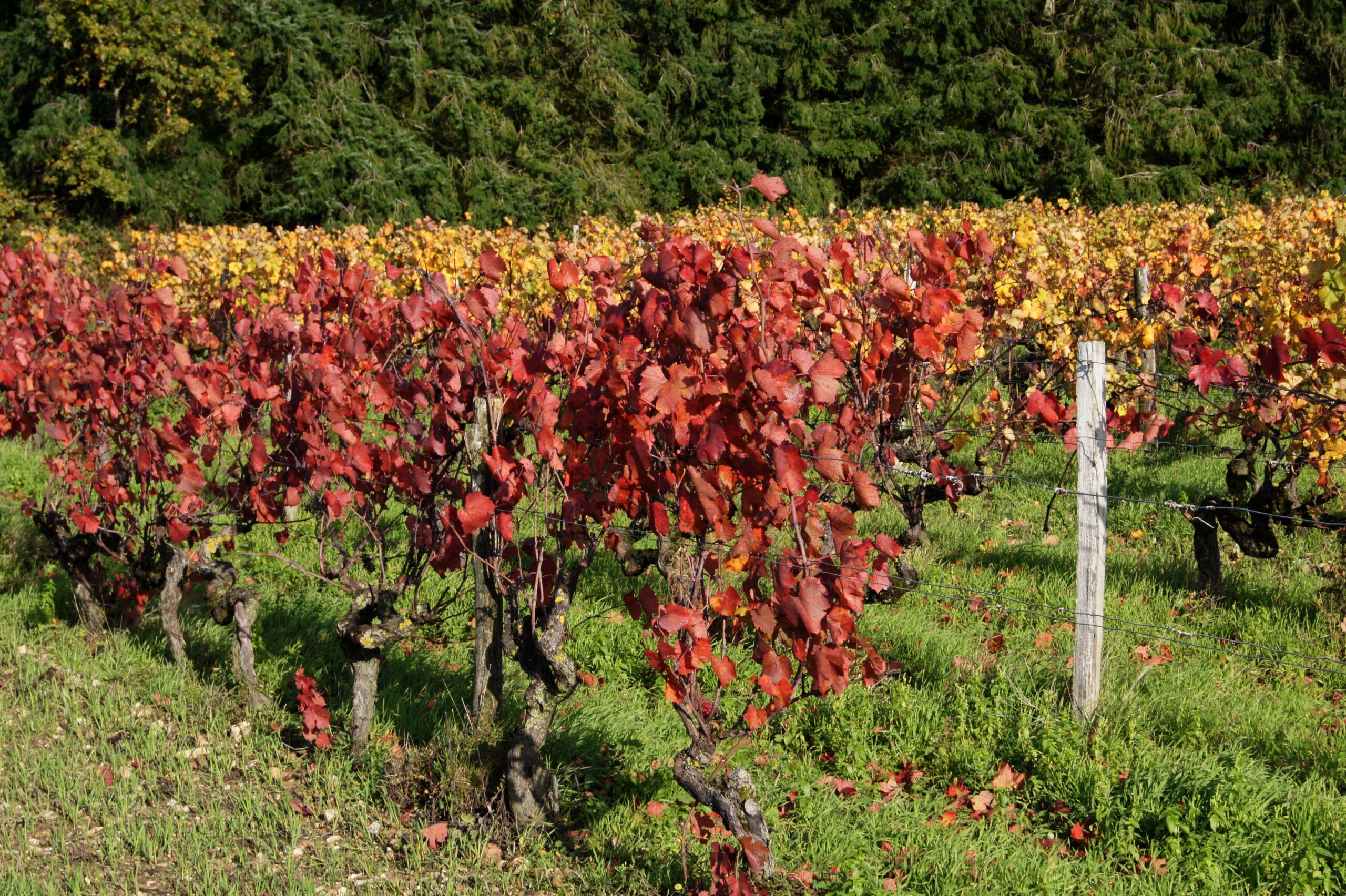 vignes-confrerie-chevaliers-puette-franc-pinot